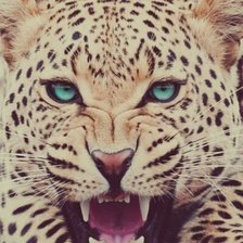 Схема вышивки «леопард»