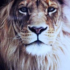 Схема вышивки «лев»