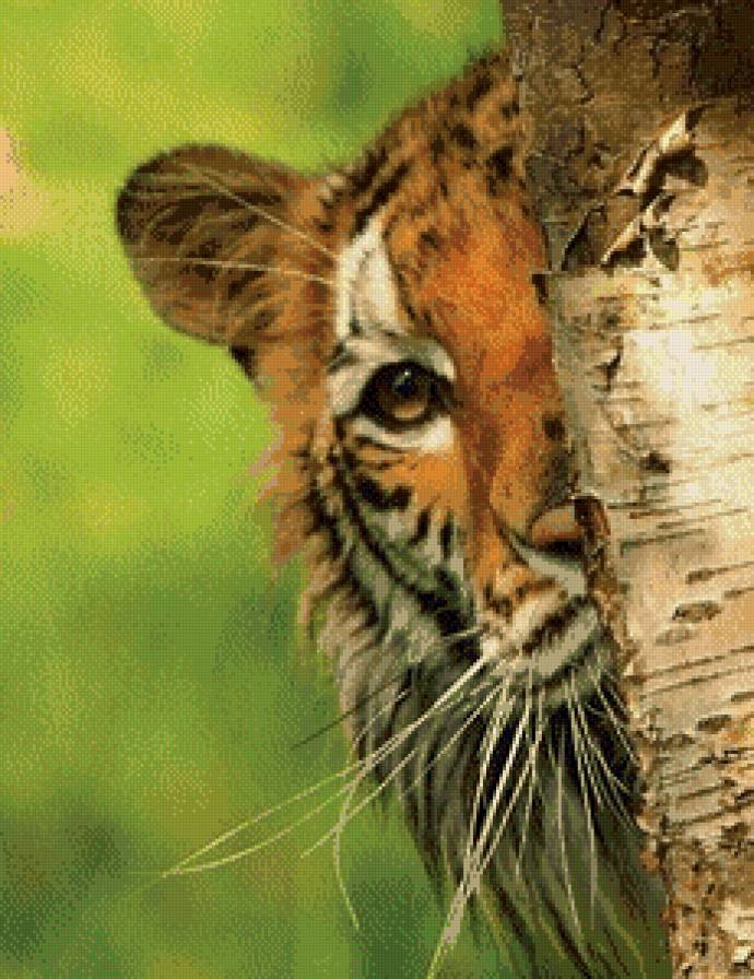 тигр за берёзой - природа, животные, тигр, береза - предпросмотр