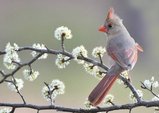 птица на весеннем дереве - цвет, птица, сакура, весна - оригинал