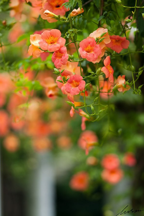 Цветущий куст - оригинал