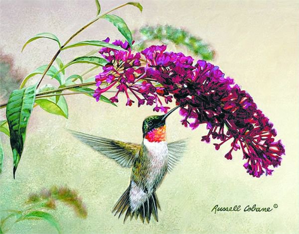 Птица - оригинал