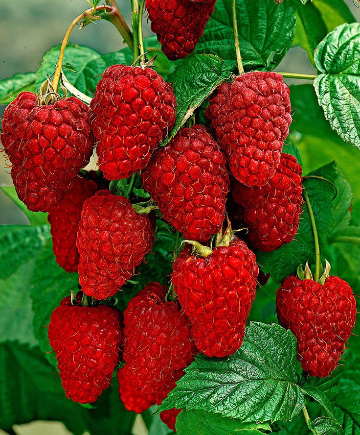 малина - картина - оригинал