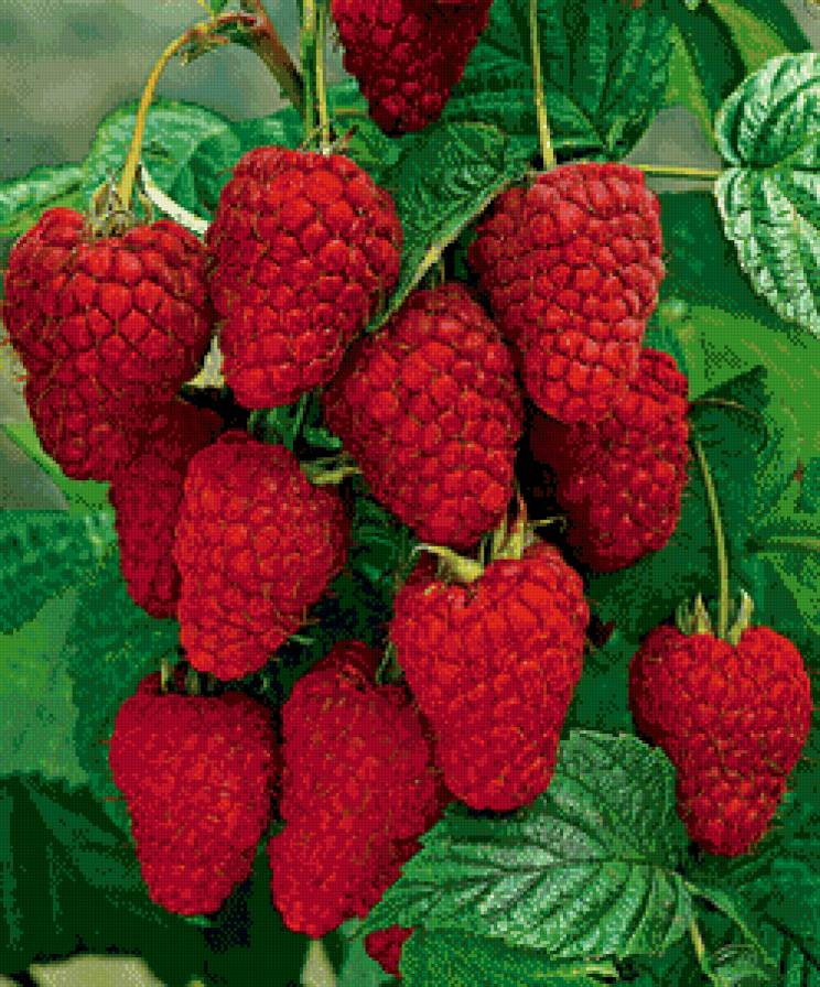 малина - картина - предпросмотр