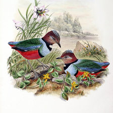 Пара птичек