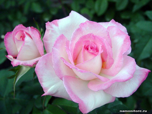 rose1 - цветы - оригинал