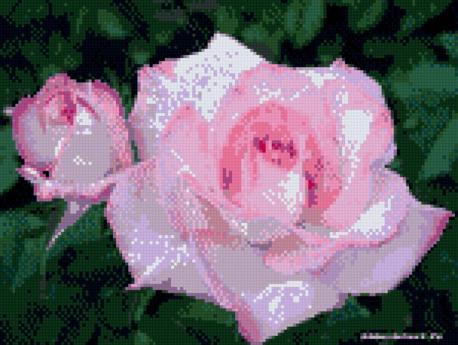 rose1 - цветы - предпросмотр