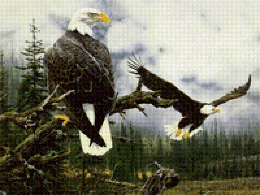 орлиный взгляд - орел, природа, дерево, лес - предпросмотр