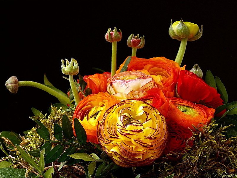 азиатские лютики - букет, на черном, цветы, лютики - оригинал