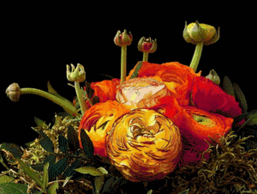 азиатские лютики - лютики, на черном, цветы, букет - предпросмотр