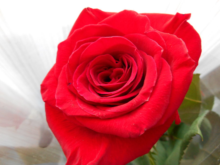 Роза - оригинал