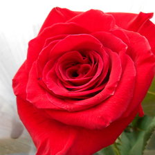 Схема вышивки «Роза»