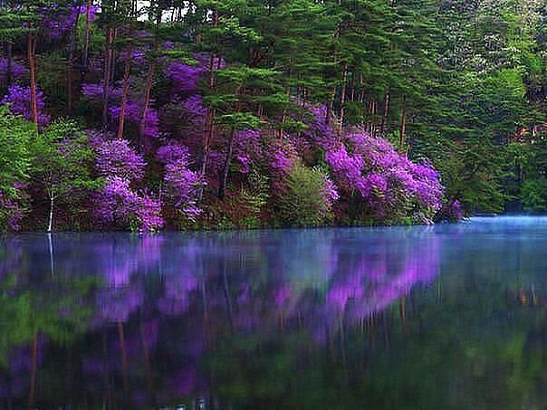 багульник над водой - пейзаж, озеро - оригинал