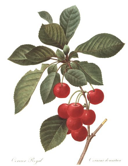 Вишенки - природа, ягоды, ягодки, ботаника, вишенки, вишня, красота - оригинал