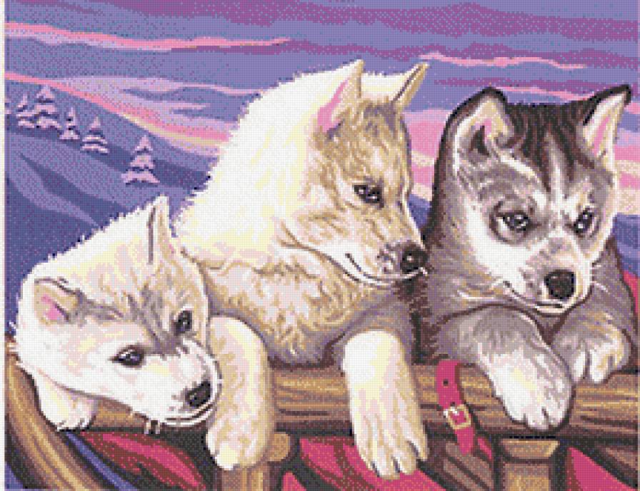 Три друга - собаки, животные - предпросмотр