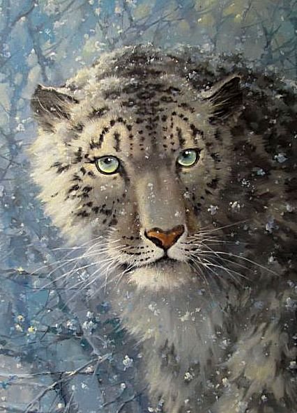 Снежный барс - взгляд, животные, глаза - оригинал