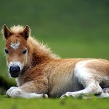 Схема вышивки «жеребенок»