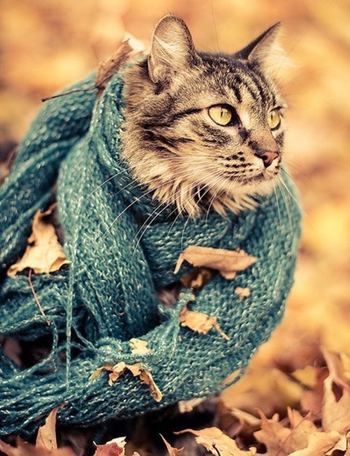 кот в шарфике - животные, осень, кошка, кот - оригинал