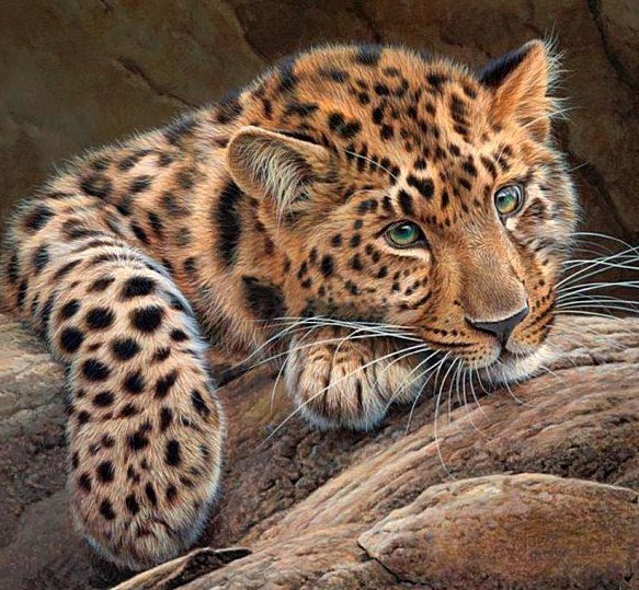 Гепард - кошка животное хищник - оригинал