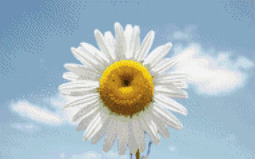 Ромашка - предпросмотр