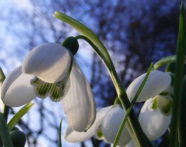 весена идет..... - оригинал