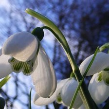 Схема вышивки «весена идет.....»