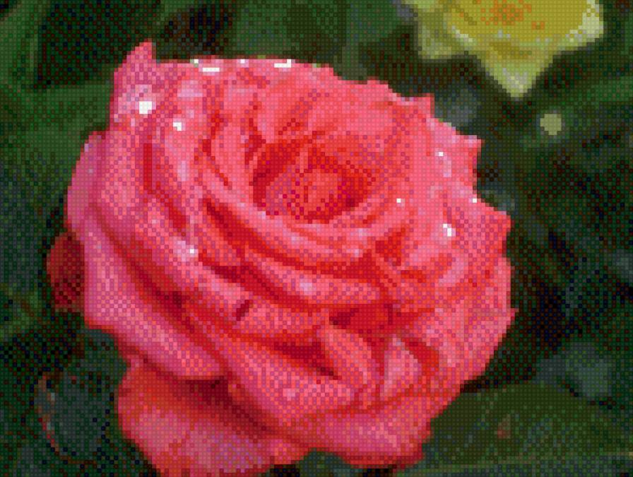 моя роза - предпросмотр