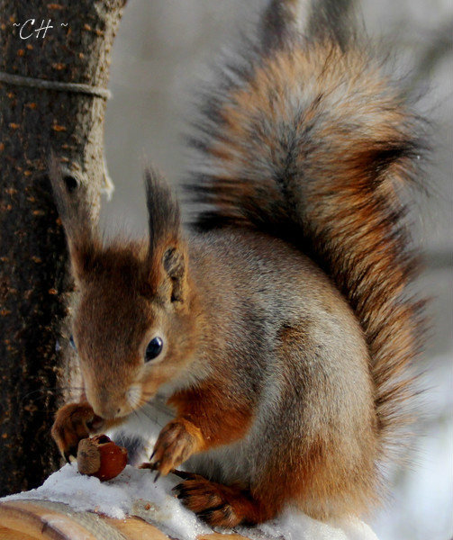 белочка - , зима, животные, природа, белка, пейзаж - оригинал