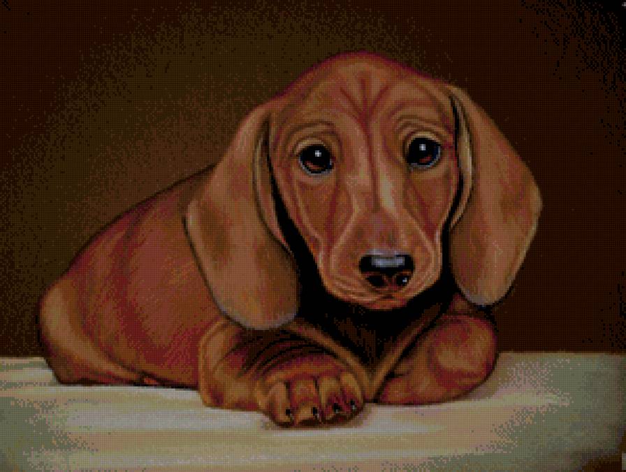 такса - собаки - предпросмотр