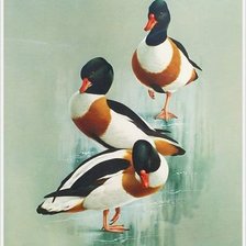 Схема вышивки «уточки»