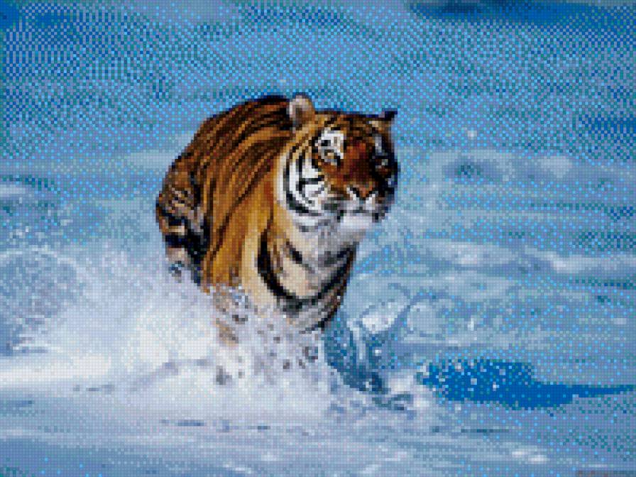 4 - тигр, дикие животные - предпросмотр