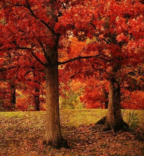 осеннее дерево - дерево, природа, осень, золото - оригинал