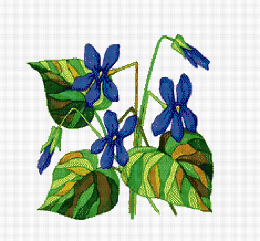 Фиалки - цветы - предпросмотр