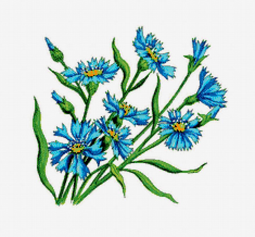 Васильки - цветы - предпросмотр