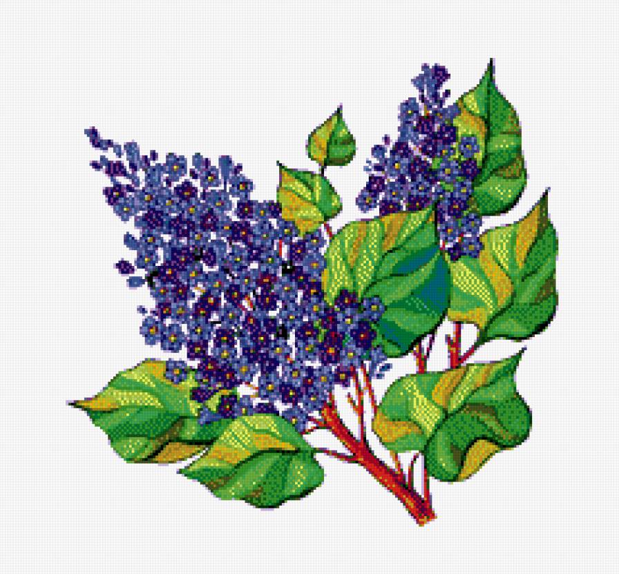 Сирень - цветы - предпросмотр