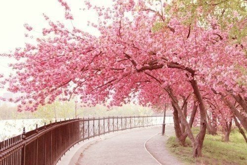 сакура цветёт - япония, сакура, парк, восток - оригинал