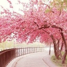 сакура цветёт