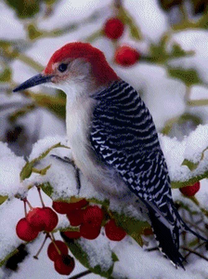 зимняя птичка - животные, зима, птица - предпросмотр
