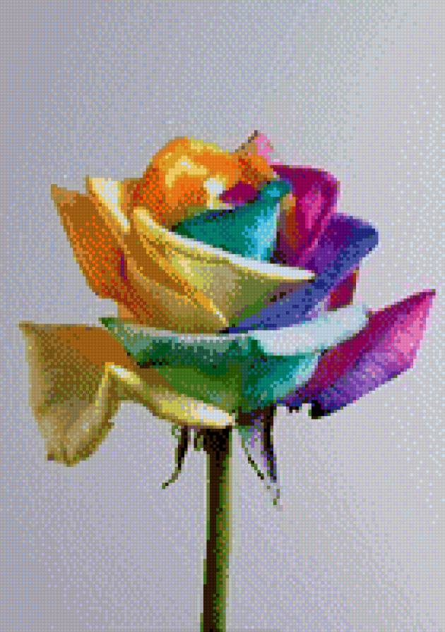 цветная роза - роза, цветы, цвет - предпросмотр