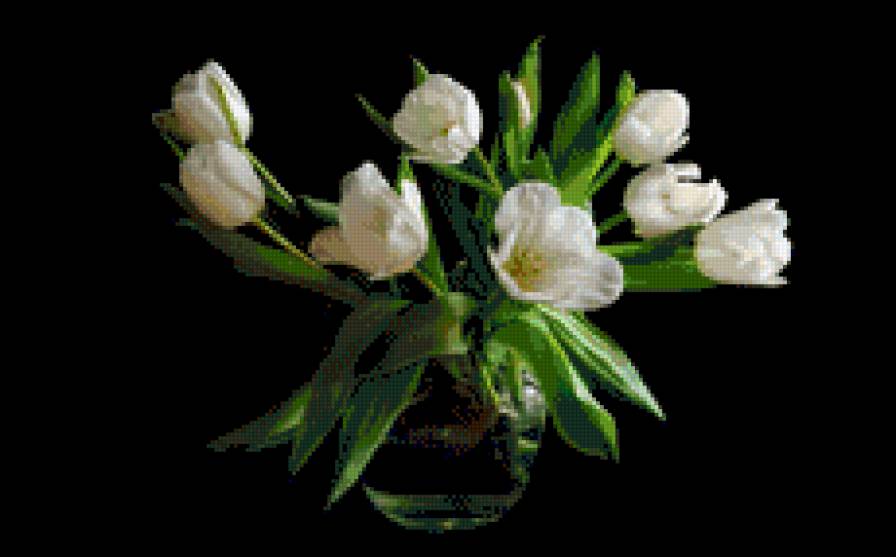 Белые тюльпаны - цветы - предпросмотр