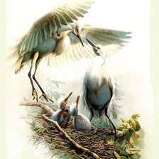 Схема вышивки «№593251»