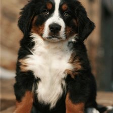 Схема вышивки «Лучия Бернский Зененхунд»