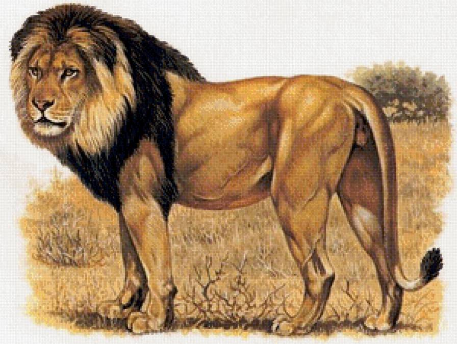 лев - лев, животные - предпросмотр