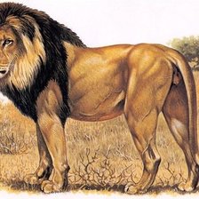 Схема вышивки «лев»