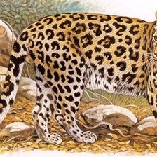 Схема вышивки «леопард7»