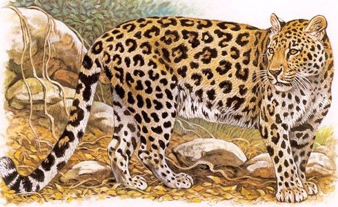 леопард7 - леопард, животные - оригинал