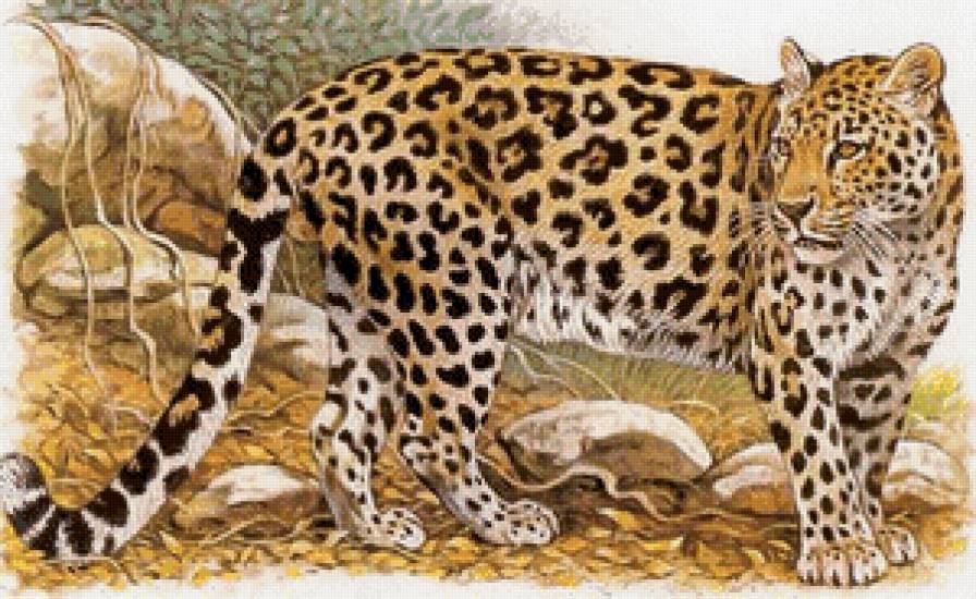 леопард7 - леопард, животные - предпросмотр