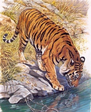 тигр у водопоя - тигр, животные - оригинал
