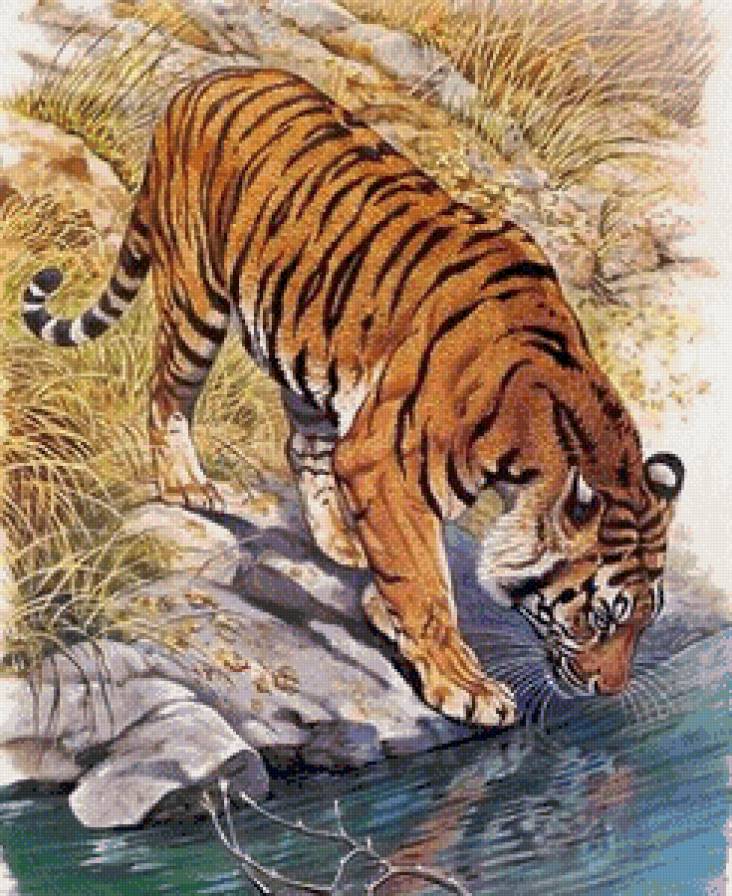 тигр у водопоя - тигр, животные - предпросмотр