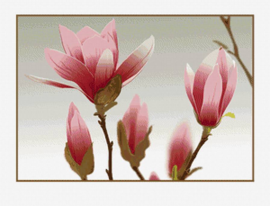 магнолия - магнолия, цветы - предпросмотр